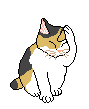 Gato derecha